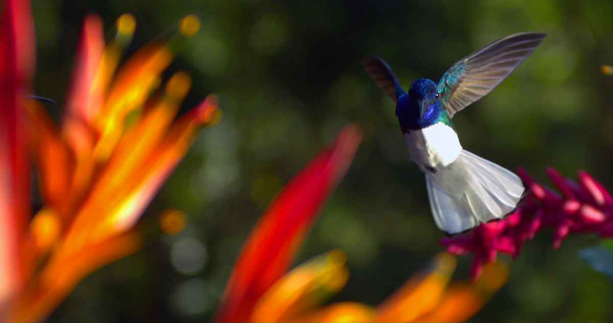 Disneynature: Wings of Life : Foto Louie Schwartzberg