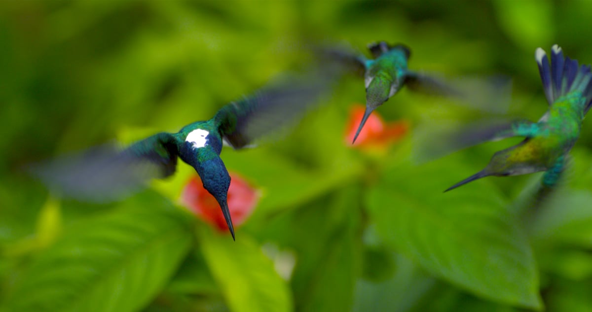 Disneynature: Wings of Life : Foto Louie Schwartzberg