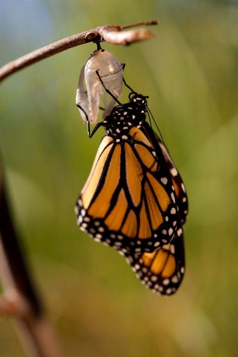 Disneynature: Wings of Life : Foto Louie Schwartzberg