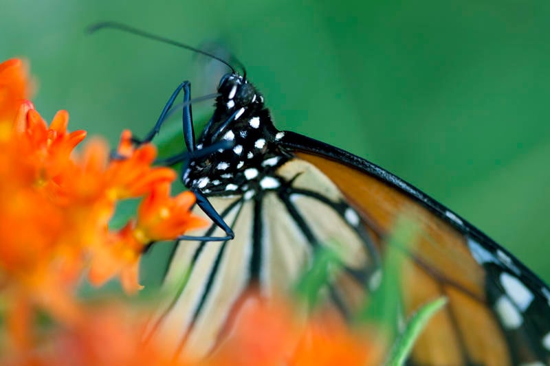 Disneynature: Wings of Life : Foto Louie Schwartzberg