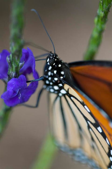 Disneynature: Wings of Life : Foto Louie Schwartzberg