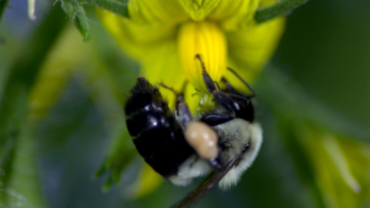 Disneynature: Wings of Life : Foto Louie Schwartzberg