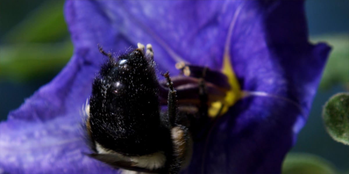 Disneynature: Wings of Life : Foto Louie Schwartzberg