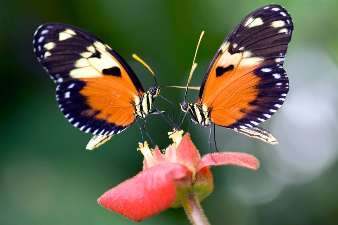 Disneynature: Wings of Life : Foto Louie Schwartzberg