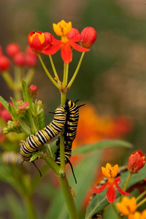 Disneynature: Wings of Life : Foto Louie Schwartzberg