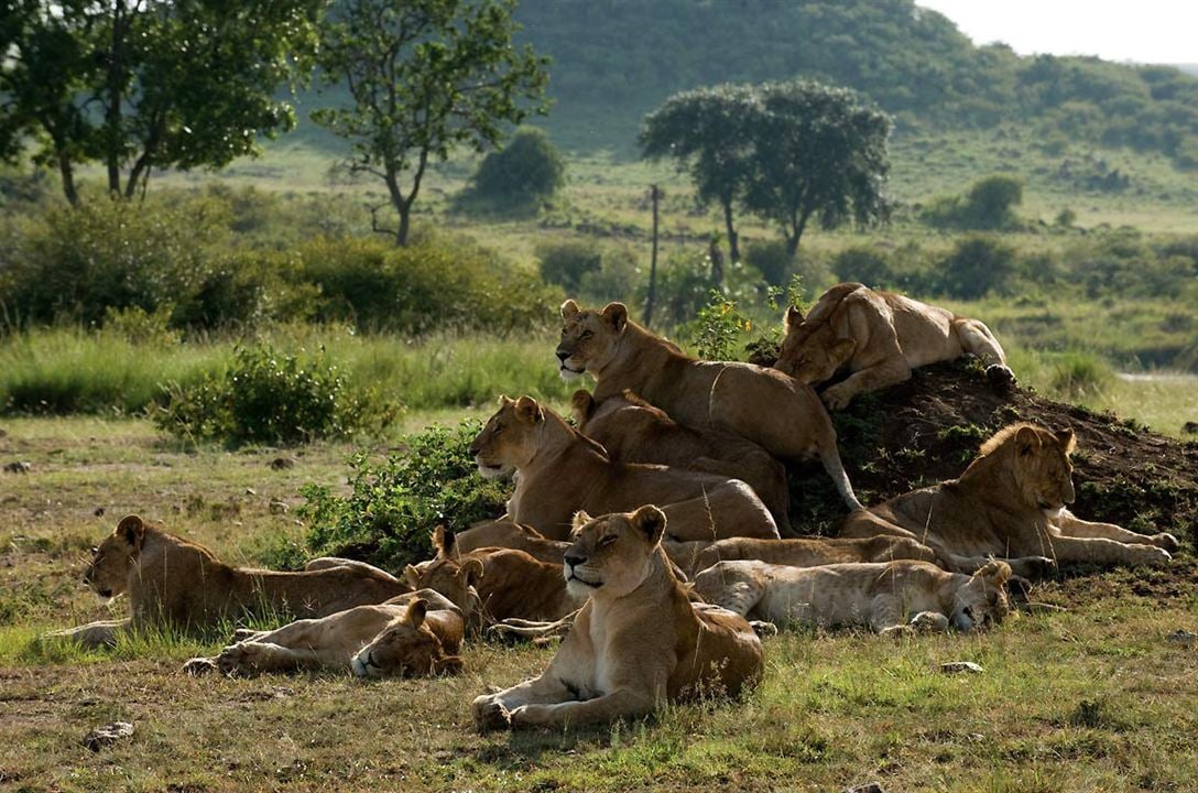 Grandes Felinos Africanos: El reino del coraje : Foto Keith Scholey, Alastair Fothergill