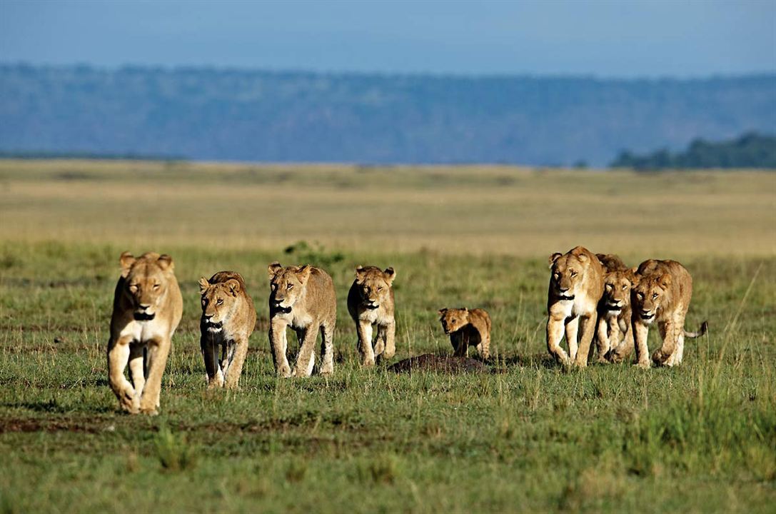 Grandes Felinos Africanos: El reino del coraje : Foto Alastair Fothergill, Keith Scholey