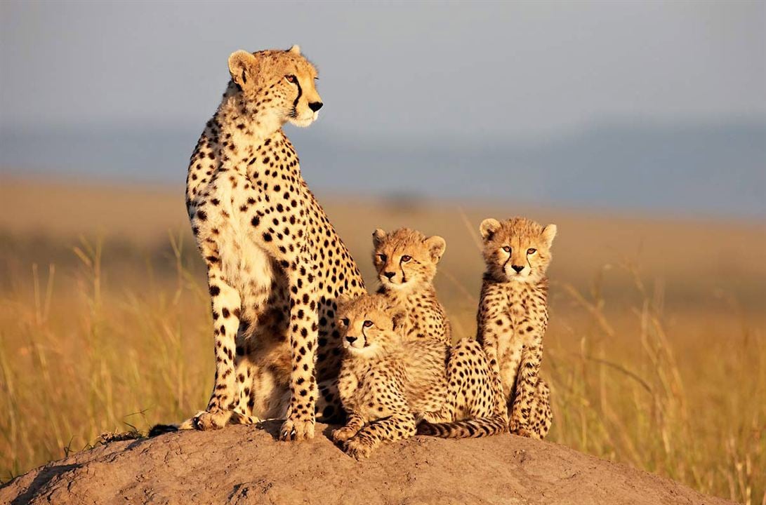 Grandes Felinos Africanos: El reino del coraje : Foto Keith Scholey, Alastair Fothergill