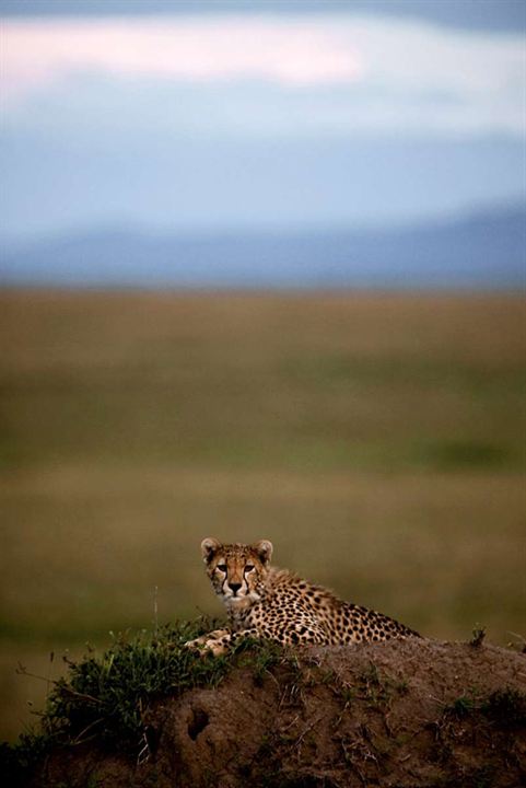 Grandes Felinos Africanos: El reino del coraje : Foto Alastair Fothergill, Keith Scholey