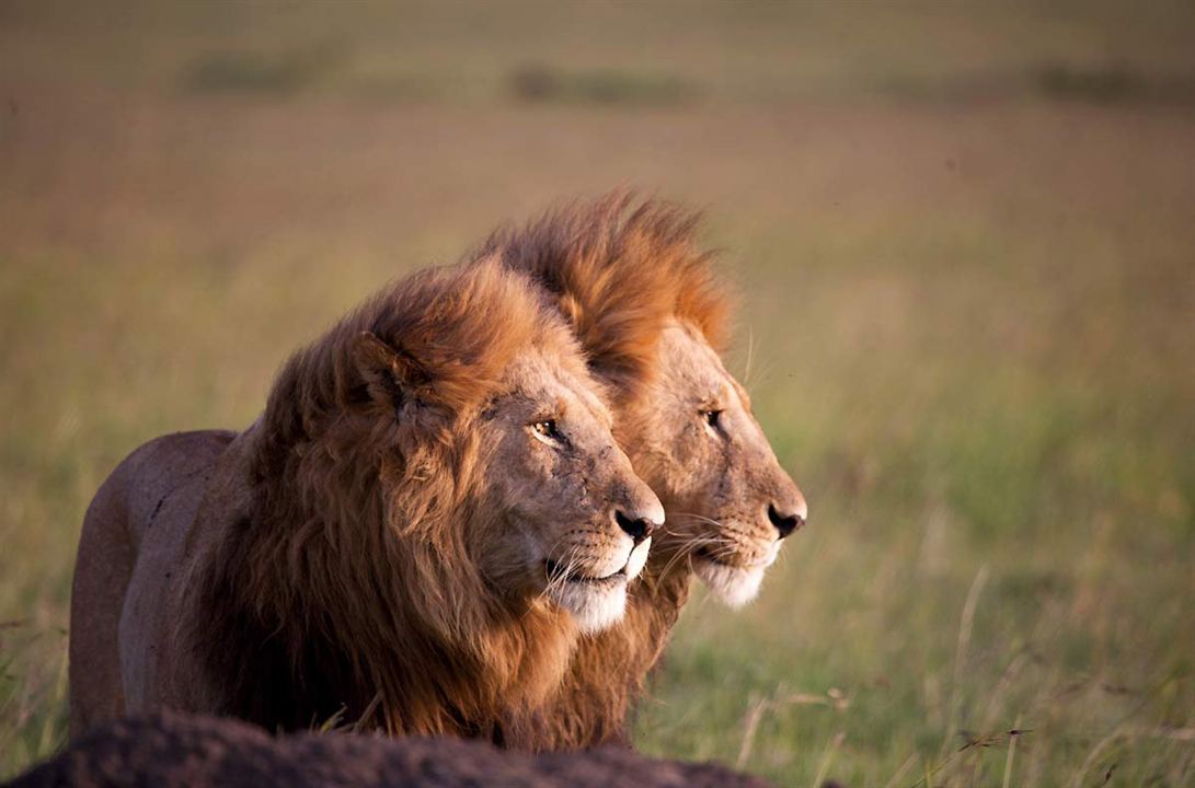 Grandes Felinos Africanos: El reino del coraje : Foto Alastair Fothergill, Keith Scholey