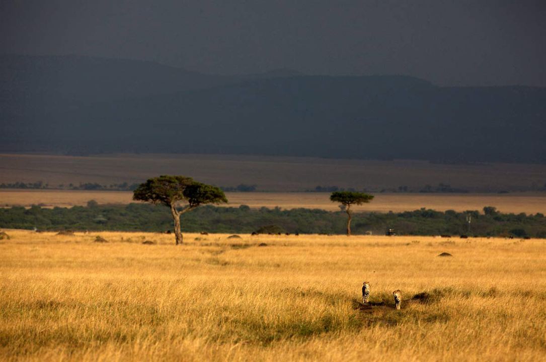 Grandes Felinos Africanos: El reino del coraje : Foto Keith Scholey, Alastair Fothergill