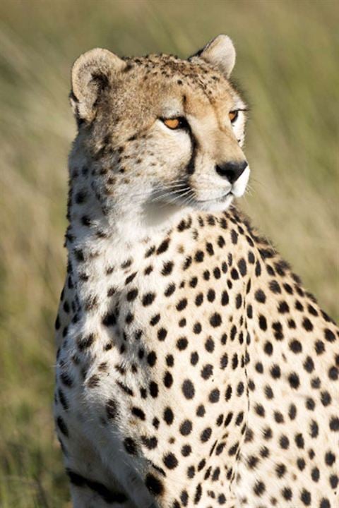 Grandes Felinos Africanos: El reino del coraje : Foto Alastair Fothergill, Keith Scholey