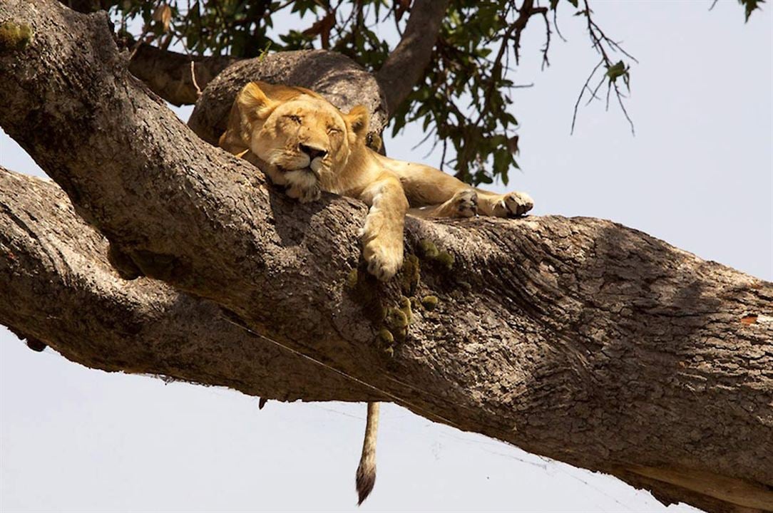 Grandes Felinos Africanos: El reino del coraje : Foto Alastair Fothergill, Keith Scholey