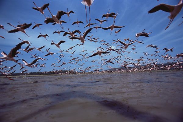 Disneynature. Crimson Wing : Foto