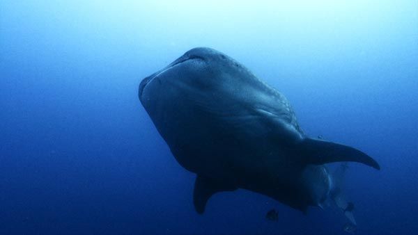 Tiburón, en las garras del hombre : Foto