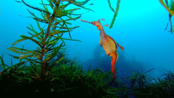 Tiburón, en las garras del hombre : Foto