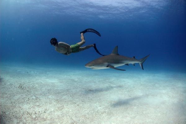 Tiburón, en las garras del hombre : Foto