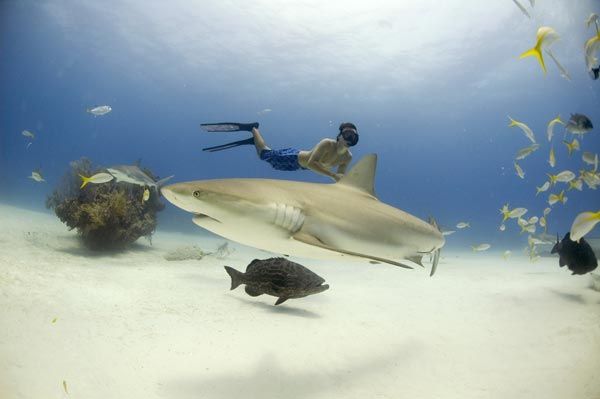 Tiburón, en las garras del hombre : Foto