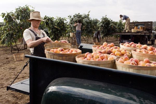La vida secreta de las abejas : Foto