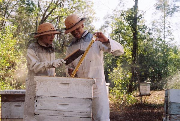 La vida secreta de las abejas : Foto