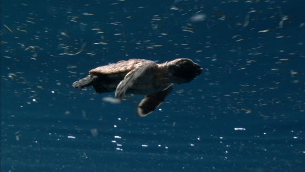 El viaje de la tortuga : Foto