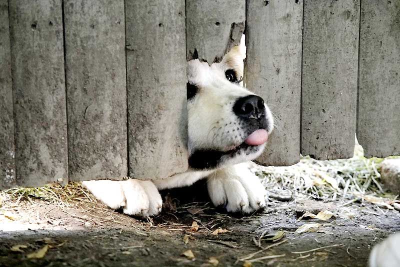 Siempre a tu lado. Hachiko : Foto