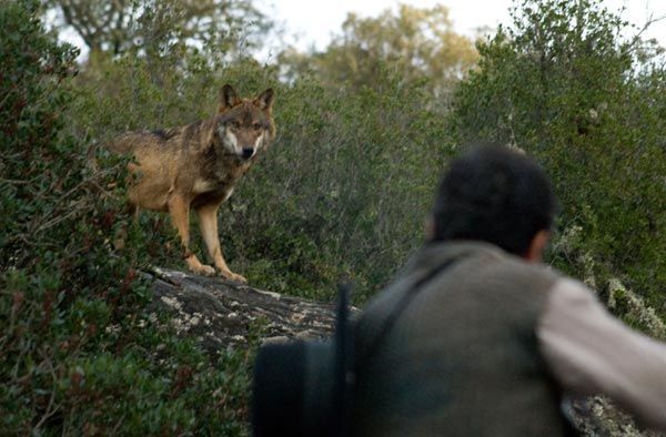 Entre lobos : Foto