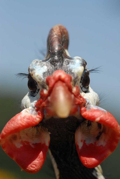 Foto Dominique Garing, Frédéric Goupil