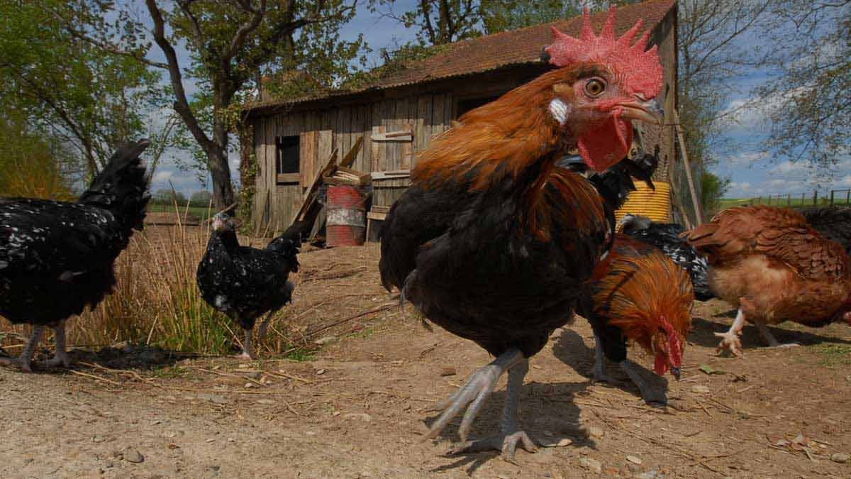 Foto Dominique Garing, Frédéric Goupil