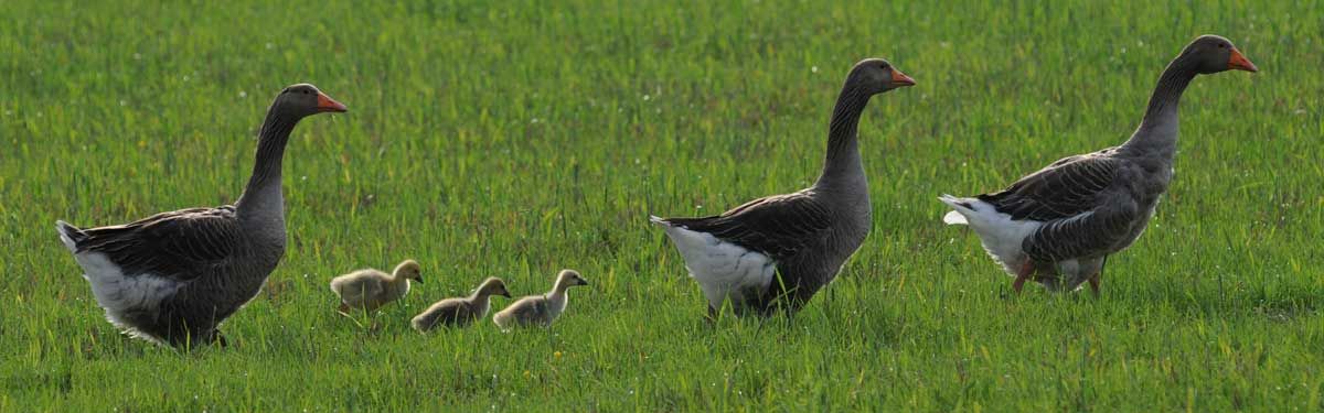 Foto Dominique Garing, Frédéric Goupil