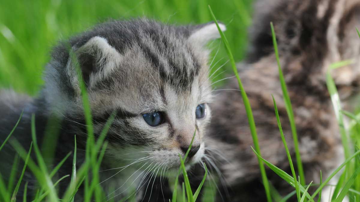 Foto Dominique Garing, Frédéric Goupil