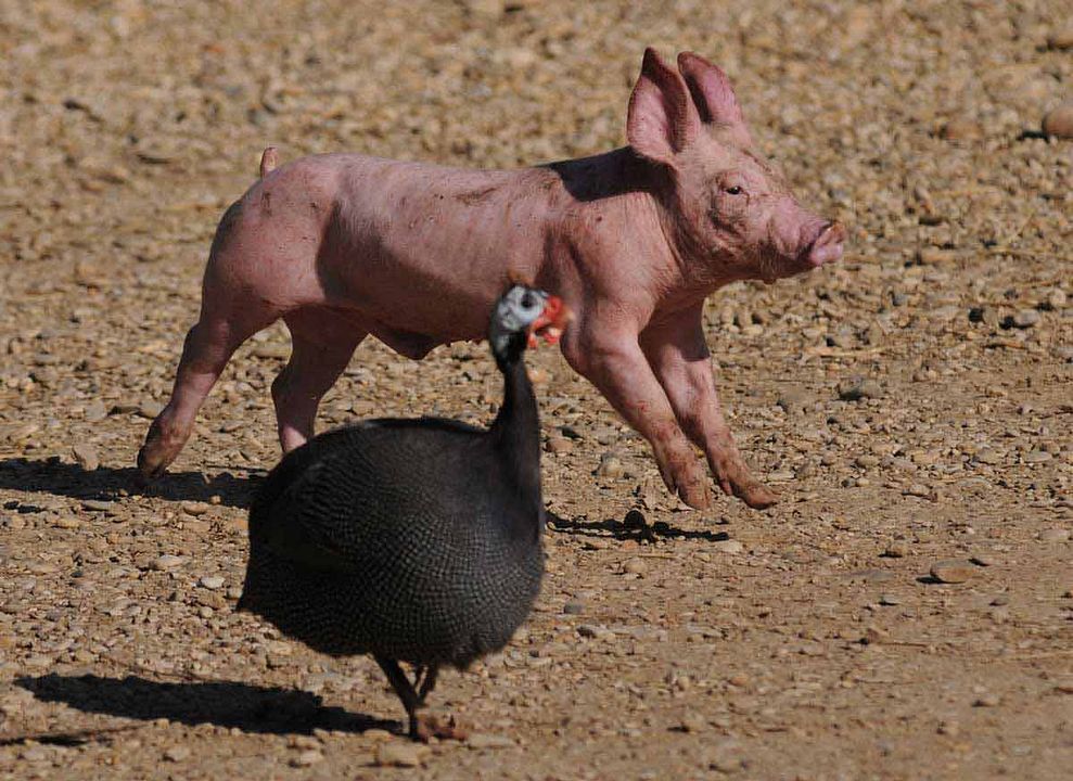 Foto Dominique Garing, Frédéric Goupil