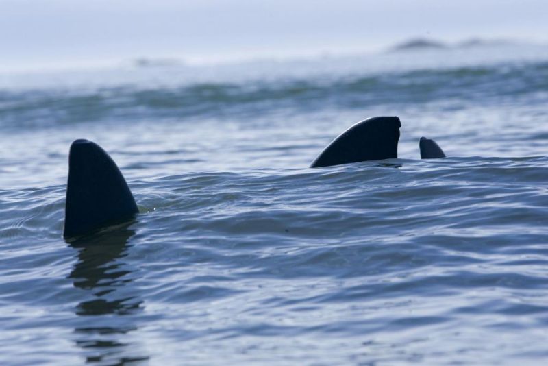 Alerta tiburones : Foto