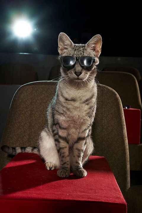 El gato con botas : Foto