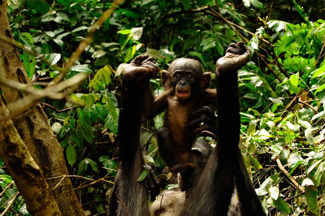 Bonobos : Foto