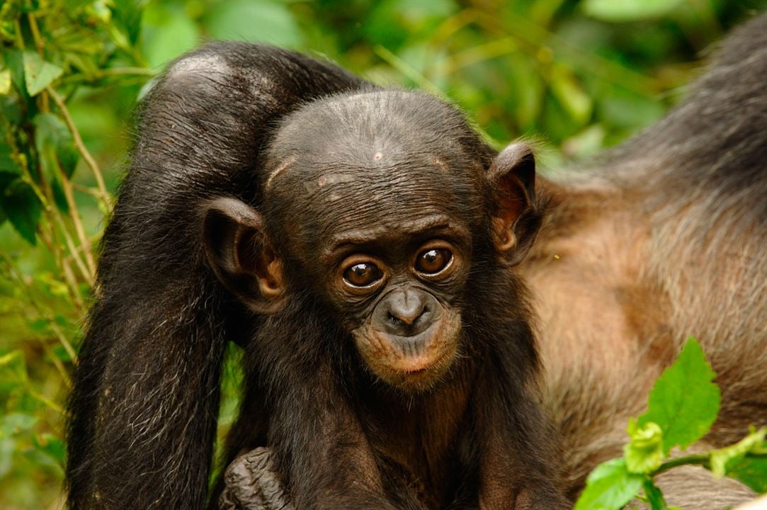 Bonobos : Foto