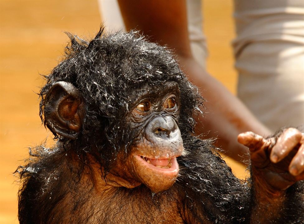 Bonobos : Foto