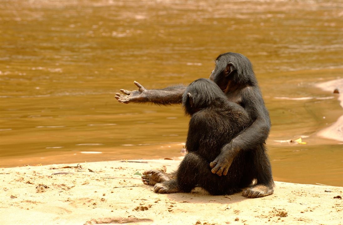 Bonobos : Foto