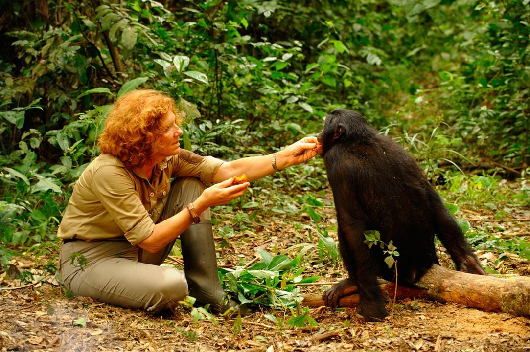 Bonobos : Foto Claudine André