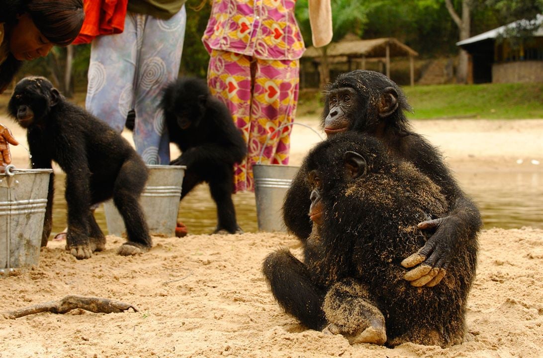 Bonobos : Foto