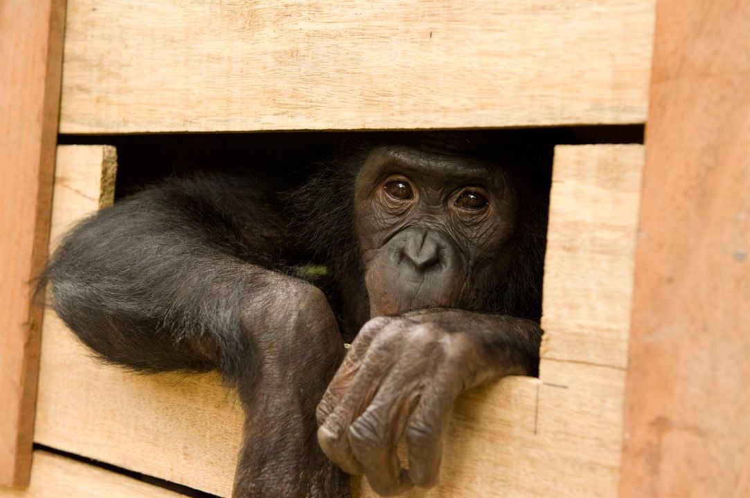 Bonobos : Foto