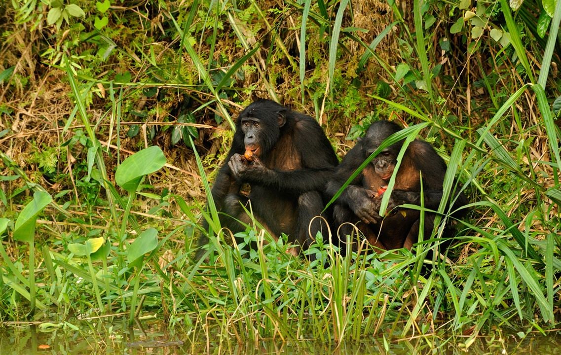 Bonobos : Foto