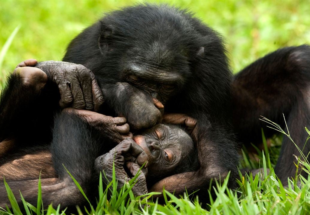 Bonobos : Foto