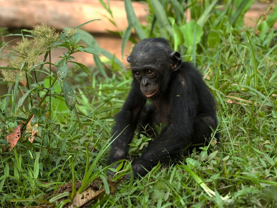 Bonobos : Foto