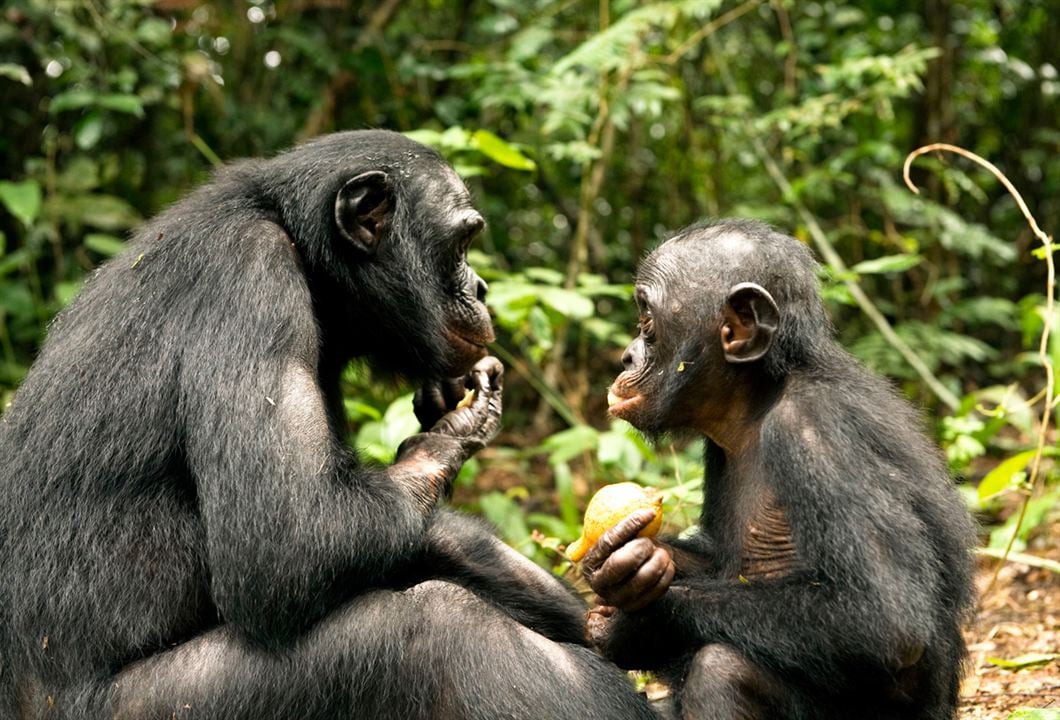 Bonobos : Foto