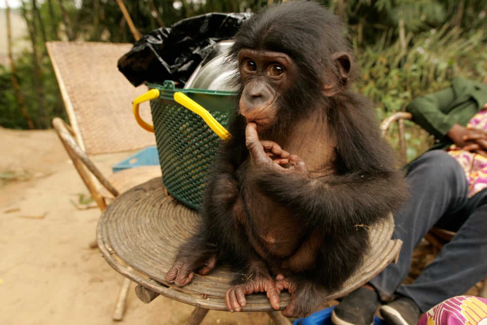 Bonobos : Foto