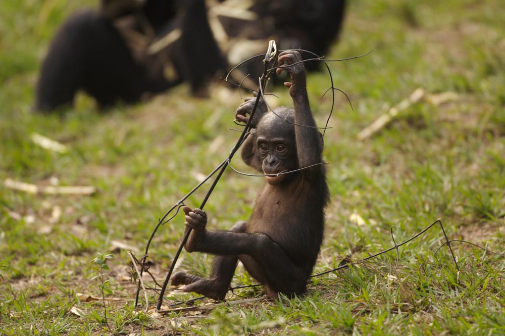 Bonobos : Foto