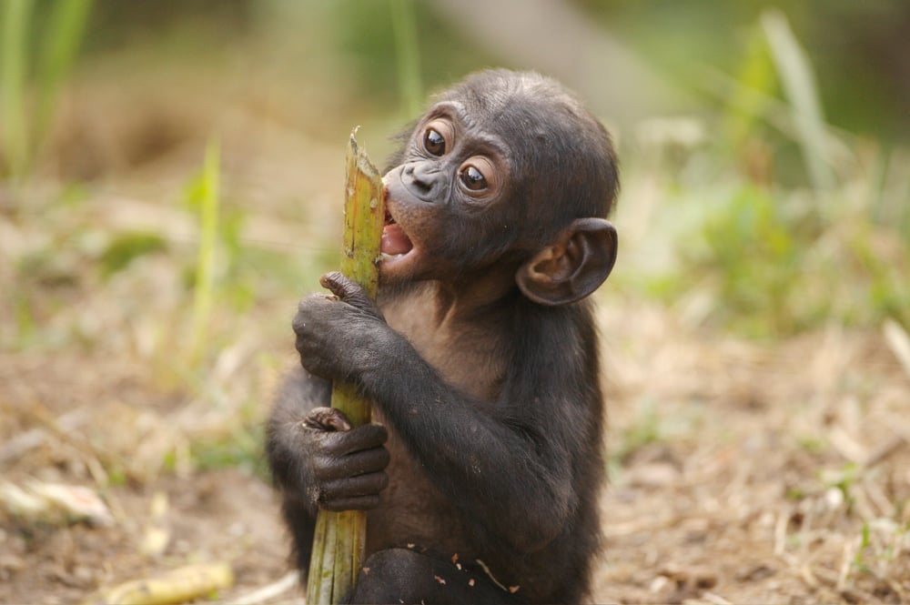 Bonobos : Foto