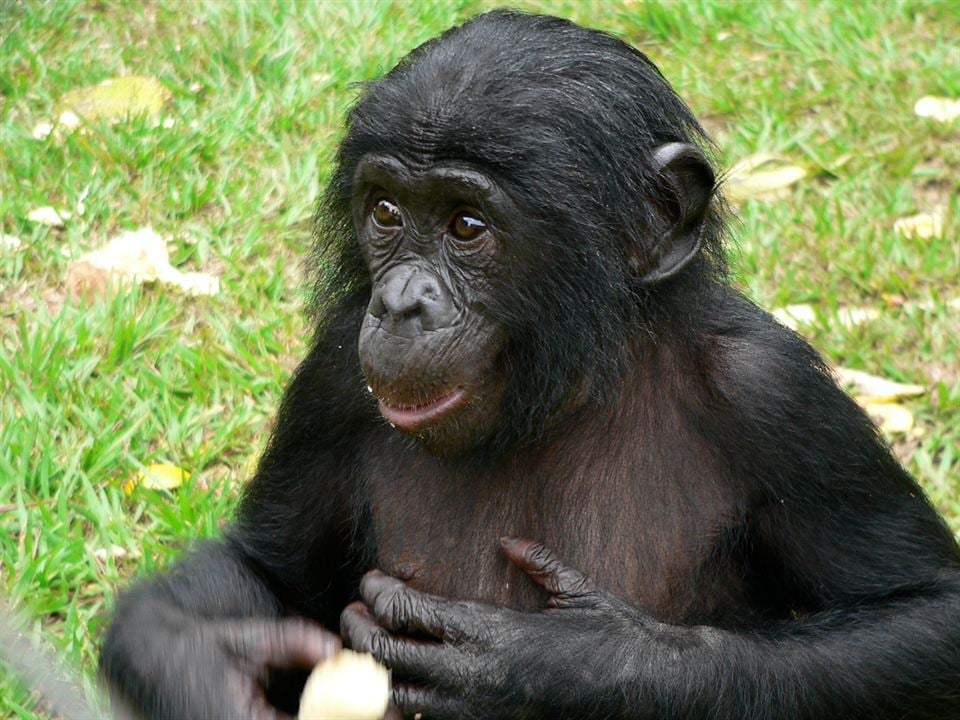 Bonobos : Foto