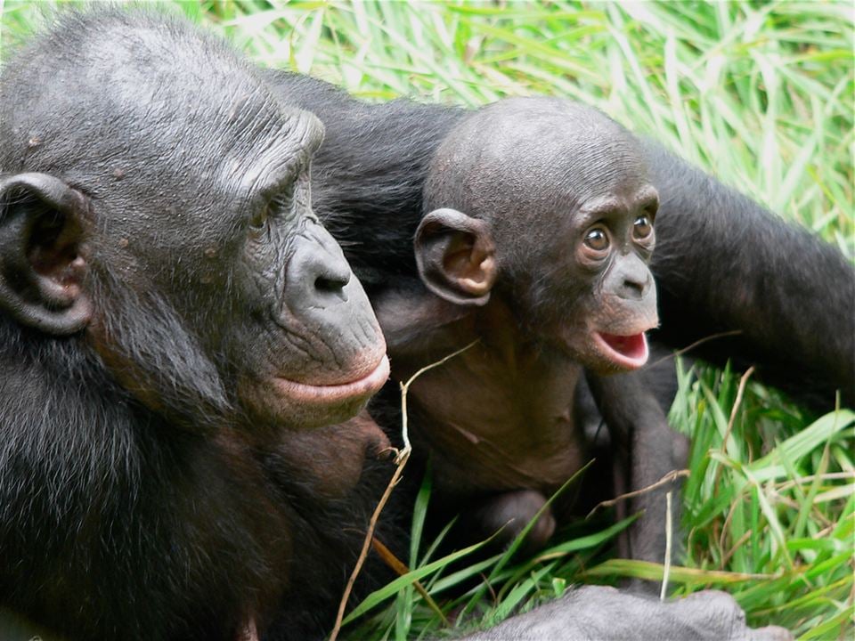 Bonobos : Foto